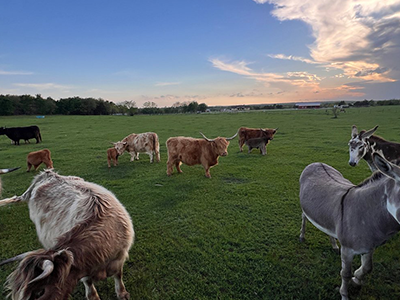 Moo & Bray Farm in Whitesboro, Texas